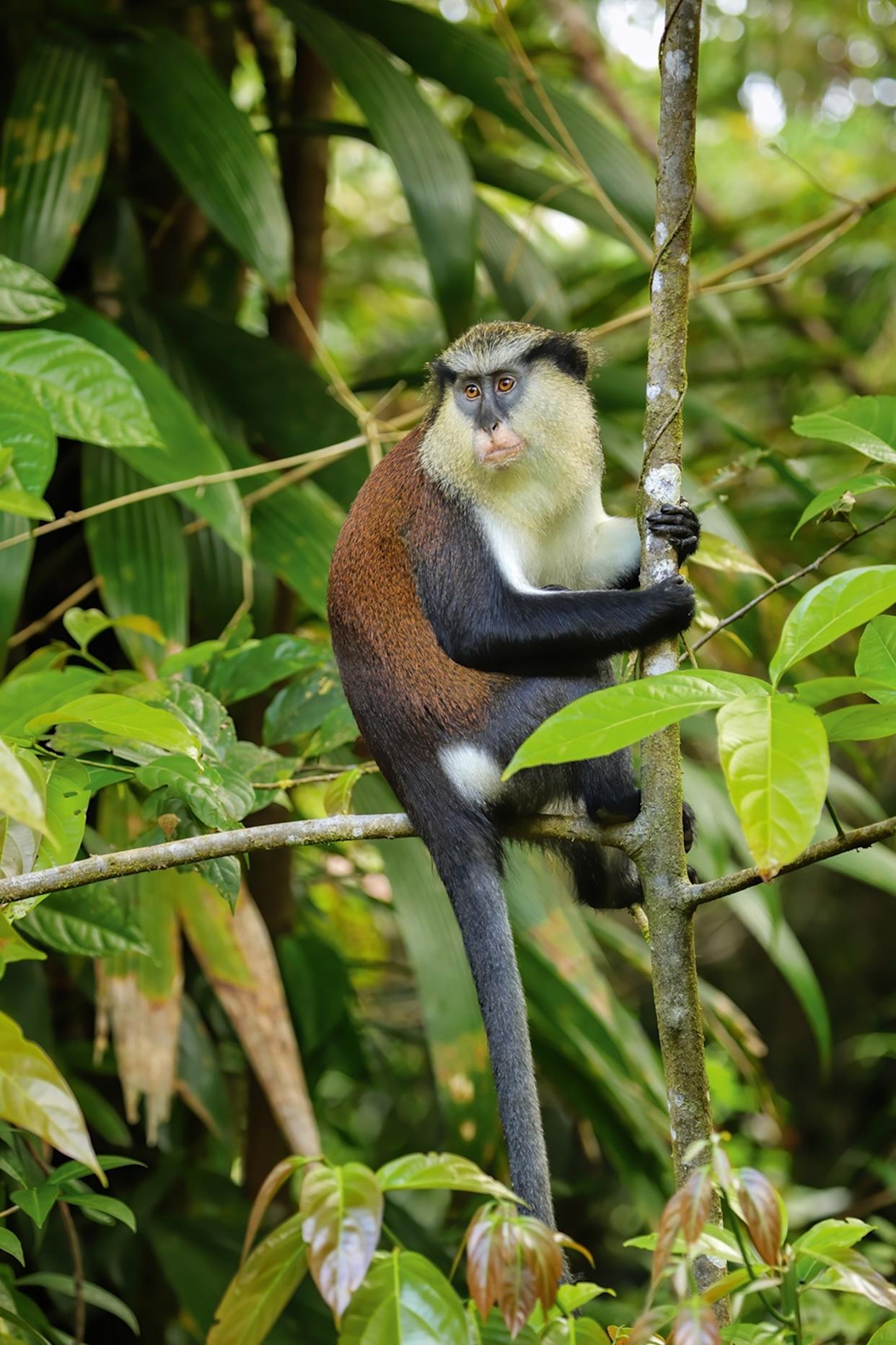Meet the Caribbean’s rarest animal residents