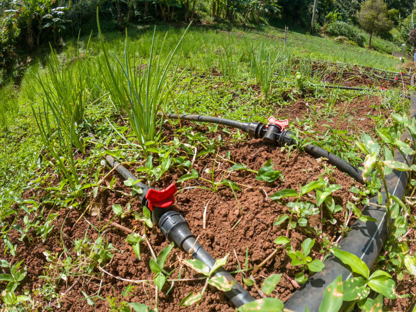 Farmers praise G-CREWS Challenge Fund for Agriculture