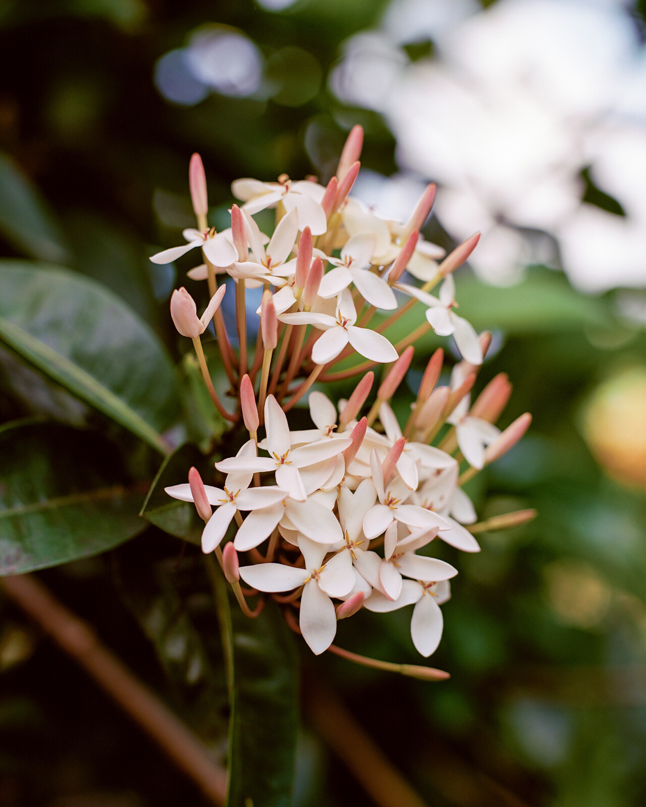 Steve McQueen’s latest project documents the flowers that outlived empire