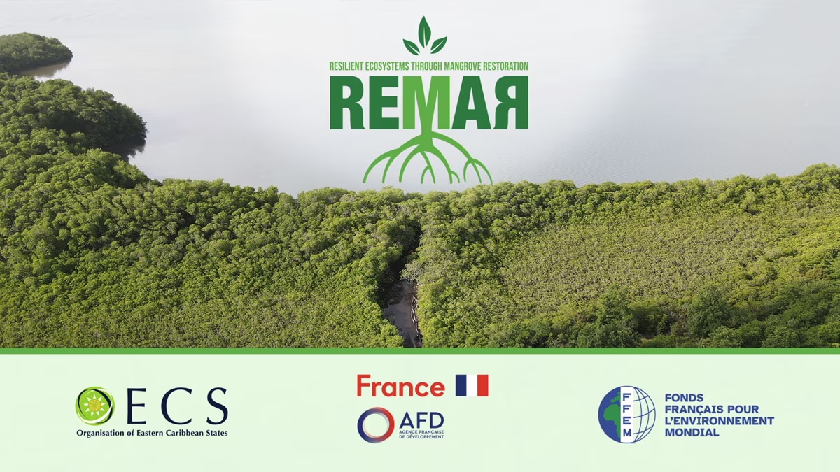 REMAR project launched to restore OECS mangroves