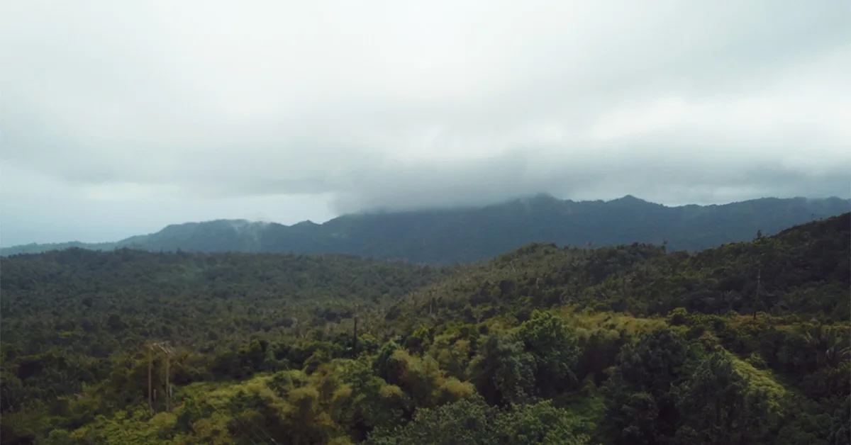 This is the rainforest in Grenada everyone talks about