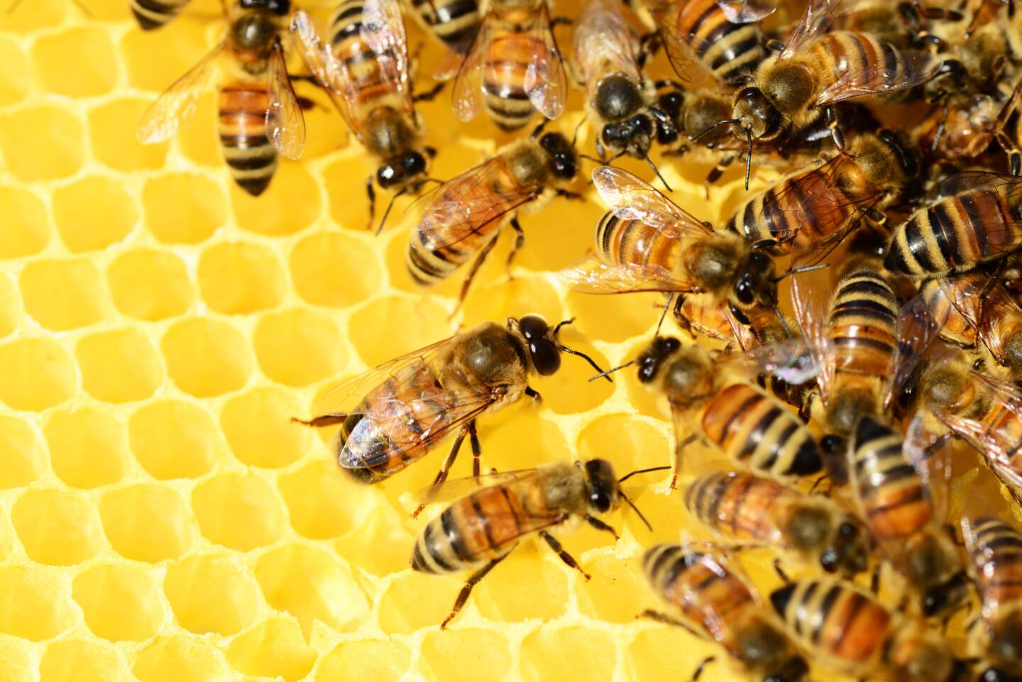 World Bee Day: Bee together for people and the planet