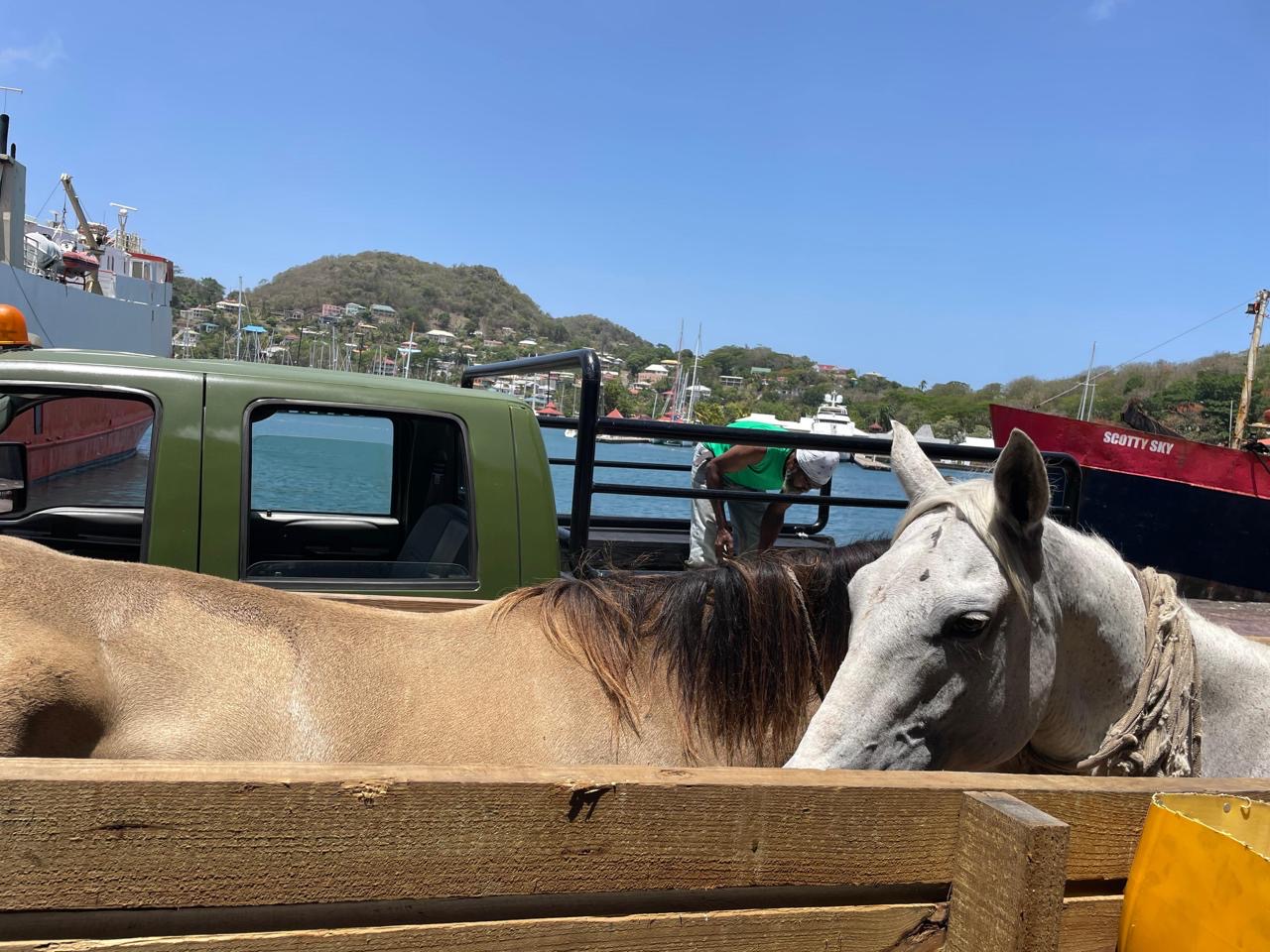 Bonanza Stables owner alleges Government wrongly euthanised imported horses