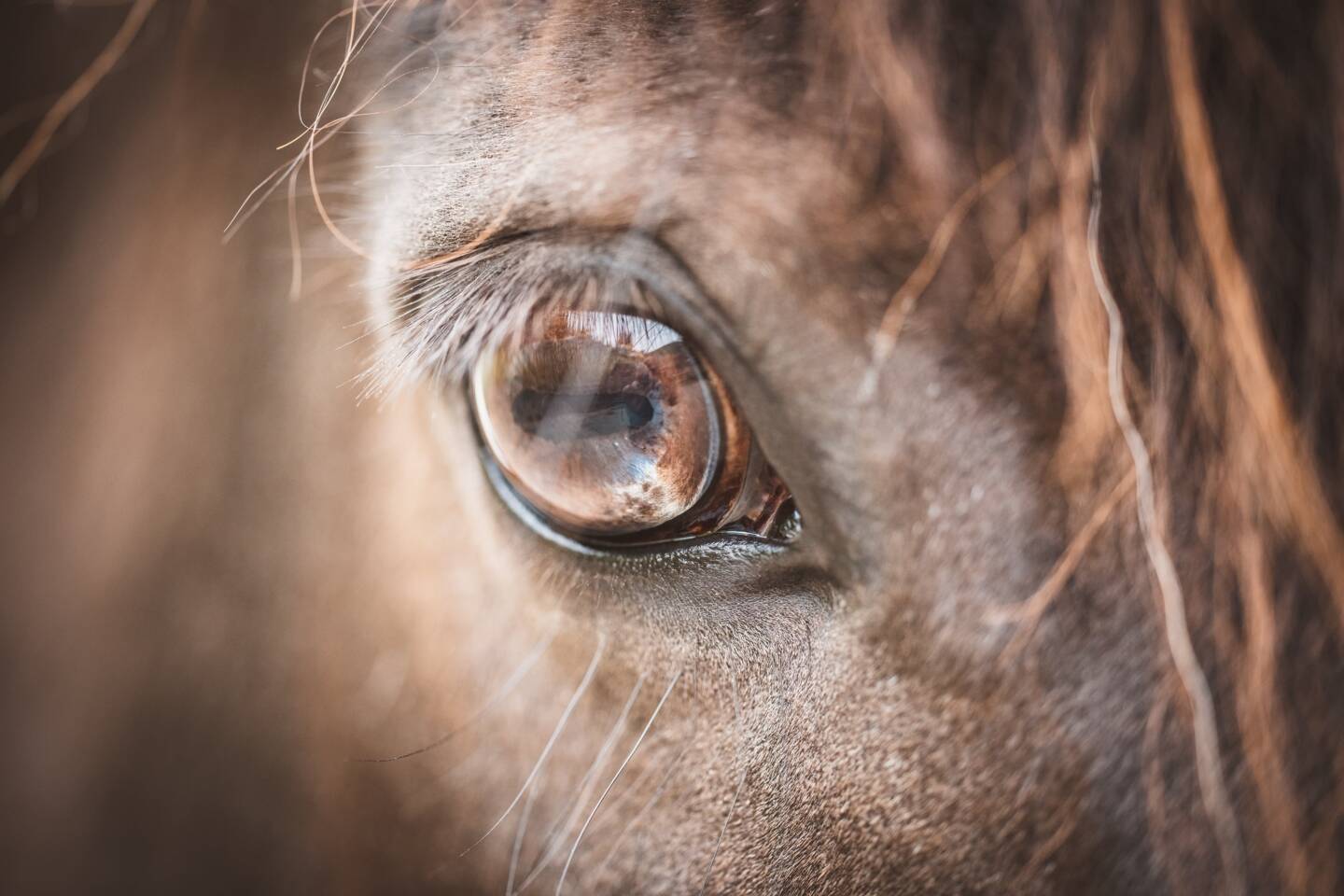 Public statement: Chief Veterinary Officer on unathorised importation of horses